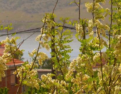 Municipality of Posedarje Apartment | Apartment Toma