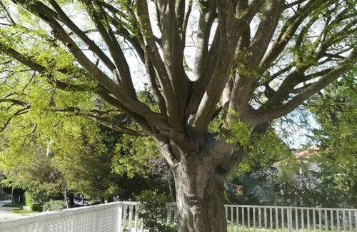 Gornji Karin Apartment | Apartments Štrbić - One Bedroom - Nina