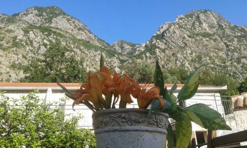 Risan Apartment | Apartments in Rustic House