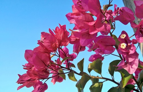 Alghero House | Arcamyrtus