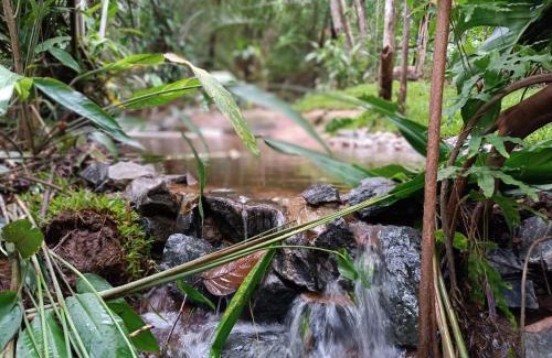 Acu da Torre Cabin | Aruá Observação de Vida Silvestre
