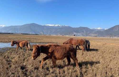 Shangri-La House | Aurora Hotel