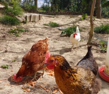 Collesalvetti Bed & Breakfast | B & B CUORE TOSCANO