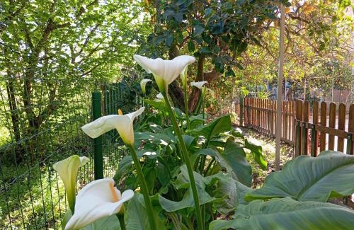 Sant'Antonio Bed & Breakfast | B&B Esterina