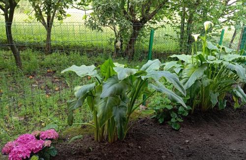 Sant'Antonio Bed & Breakfast | B&B Esterina