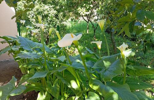 Sant'Antonio Bed & Breakfast | B&B Esterina