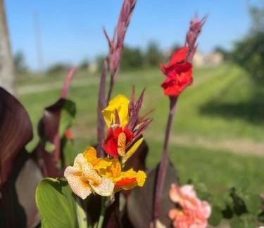 Bagnacavallo Bed & Breakfast | B&B La Chiocciola