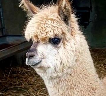 Ballyorgan House | Ballyhoura Farm Escape Experience with Alpacas & Fairy Forest