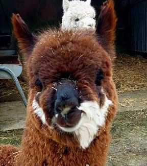 Ballyorgan House | Ballyhoura Farm Escape Experience with Alpacas & Fairy Forest