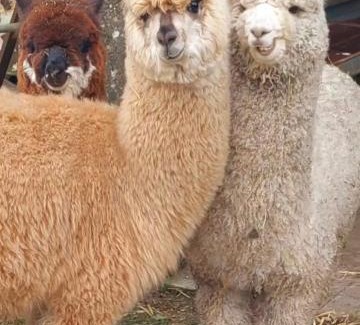 Ballyorgan House | Ballyhoura Farm Escape Experience with Alpacas & Fairy Forest