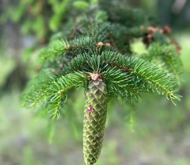 Pamporovo Apartment | Bambi