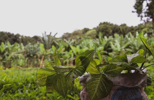 Mto wa Mbu Hotel | Banana farm lodge