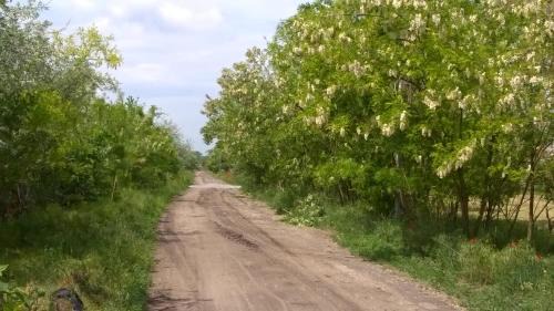 Morahalom House | Banditanya