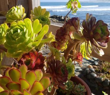 Pichilemu House | Beach Surf Front-Mareva House