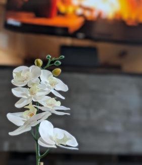 Townsend House | Beautiful! Moonlight view Luxury cabin