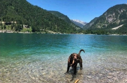 Haeselgehr Apartment | Beautiful vacation apartment in the countryside , pets welcome ❤️