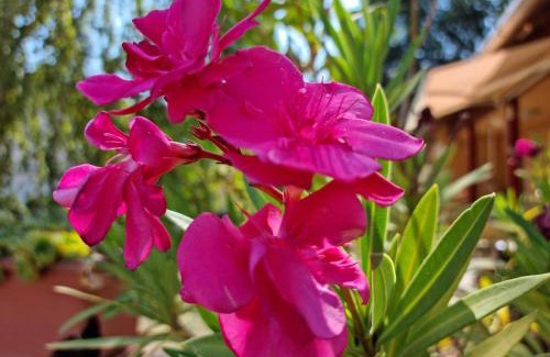 Bekescsaba Apartment | Belvárosi Pihenőház