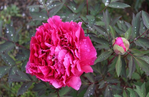 Montefiridolfi House | Bencini Family