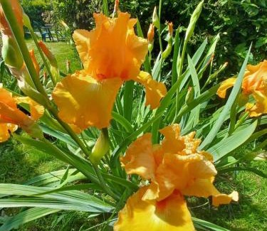 Plouasne Bed & Breakfast | Bethesda Plouasne - family friendly B&B, countryside location