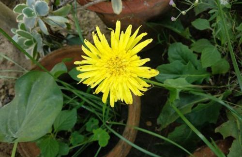 Santiniketan House | Bichitrita Homestay