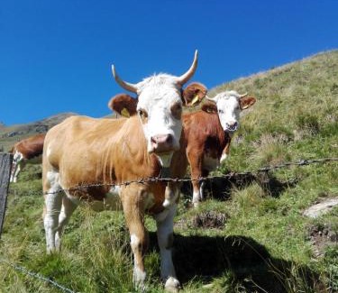 Hopfgarten in Defereggen Apartment | Bichlerhof