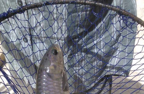 Kerr Serign Cabin | BIJILO'S UNIQUE EXPERIENCE UNDER THE MANGO TREES