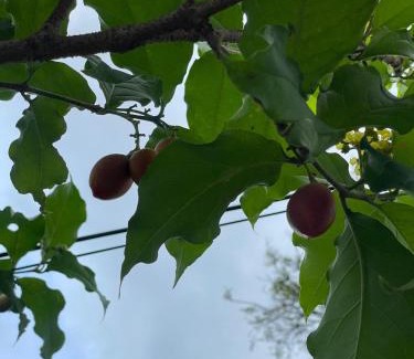 Thiruvananthapuram House | Bindas