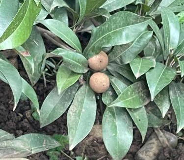 Thiruvananthapuram House | Bindas