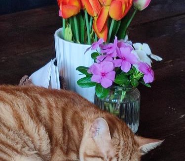 Paul Hotel | Black Mamba