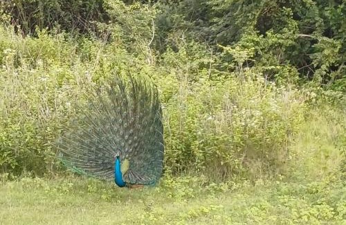 Elahera House | Blooming resort