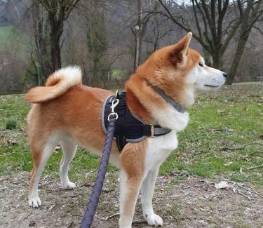 Viano Hotel | Borgo Cadonega