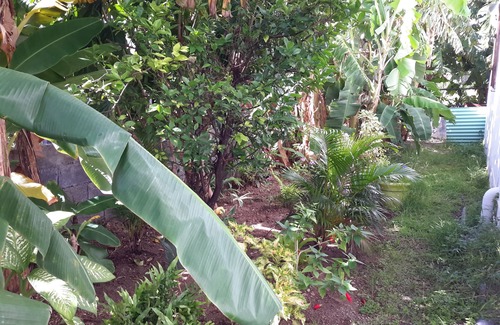 Basse-Terre Apartment | Bottom of villa "the flamboyant"