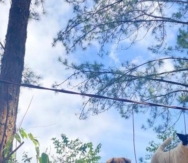 Da Lat Other | Cắm trại núi xanh dalat inn