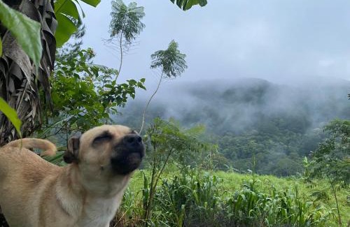 Da Lat Other | Cắm trại núi xanh dalat inn