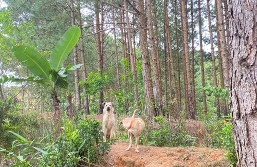 Da Lat Other | Cắm trại núi xanh dalat inn
