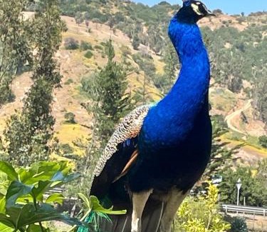 Santa Cruz Apartment | Cabañas Boutique Faldeos de La Lajuela