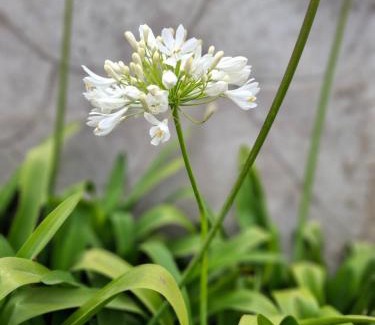 El Quisco Apartment | Cabañas Familiares Puente de Tralca 6