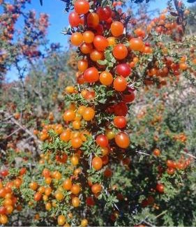 Chacabuco Department Cabin | Cabañas " Los Piquillines"