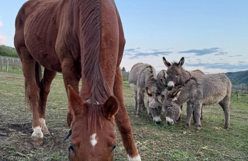 Burg Cabin | Camping barrel Odin with HotTube in the beautiful Burger vineyards