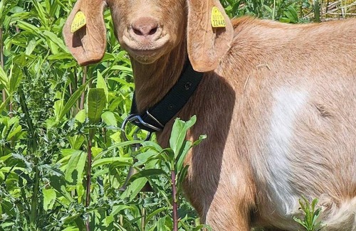 Burg Cabin | Camping barrel Odin with HotTube in the beautiful Burger vineyards