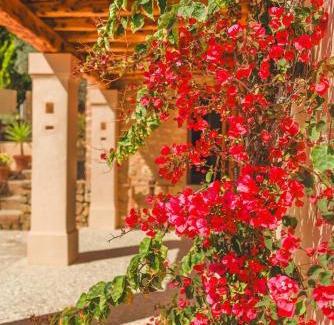 Sant Josep de sa Talaia House | Can Tumasito