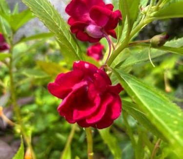 Satun House | Cana Garden Minimal 4