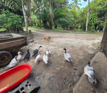 Roura Other | Carbet à la ferme Molokoï attitude