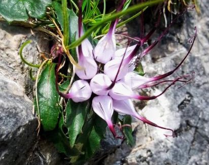 Santo Stefano di Cadore Apartment | Casa Bagatin