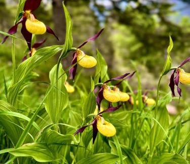 Santo Stefano di Cadore Apartment | Casa Bagatin