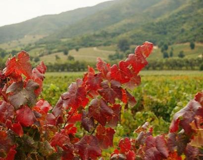 Santa Cruz Villa | Casa campo, valle de apalta, Santa Cruz