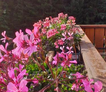 Caviola Apartment | Casa Cate e Mary