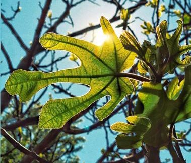 Eforie Sud House | Casa cu Smochin | House with the fig