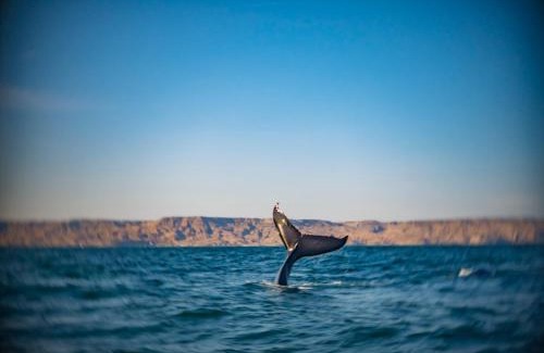 Las Pocitas House | Casa del Rocío - Desing Beach House