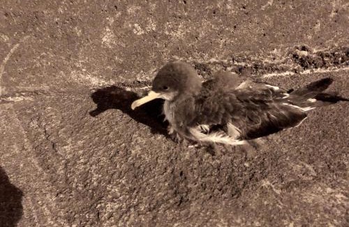 Velas House | Casa Do Antonio